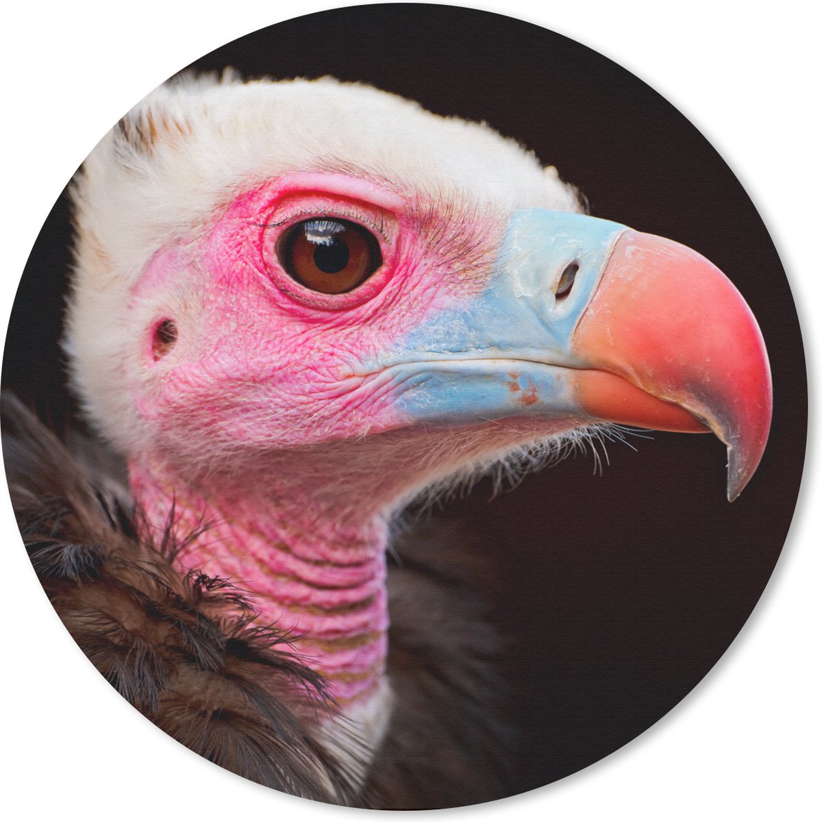 Muismat rond 40x40 cm - Mousepad Gier - Vogel - Snavel - Ronde muismatten