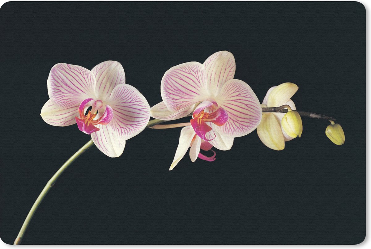 Muismat 27x18 cm - Mousepad Orchidee - Bloemen - Zwart - Roze - Knoppen - Muismatten
