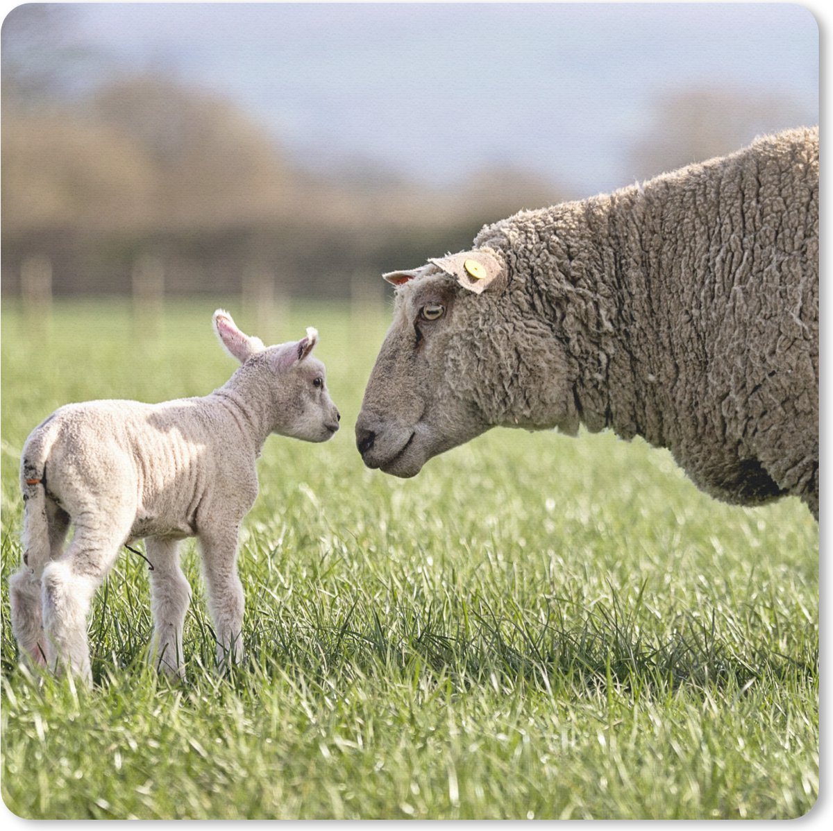 Muismat 20x20 cm - Mousepad Schaap - Gras - Lente - Muismatten