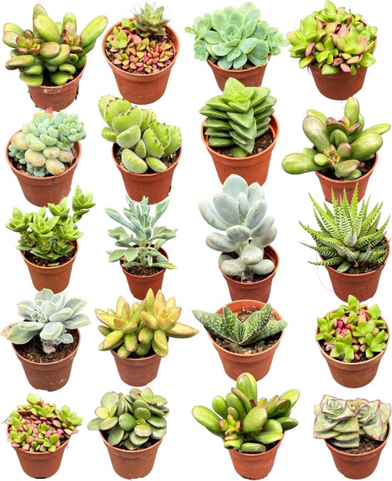 20 Stuks Vetplanten Mix - 5.5cm Potten - 6-12cm Hoog - Onderhoudsvriendelijk en Stijlvol