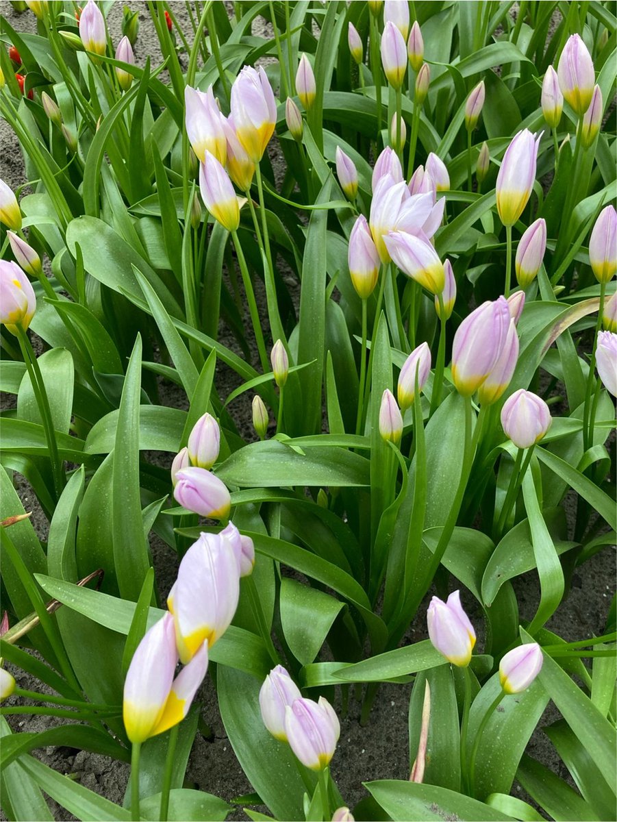 250x Tulpen 'Saxatilis' - BULBi® Bloembollen met bloeigarantie