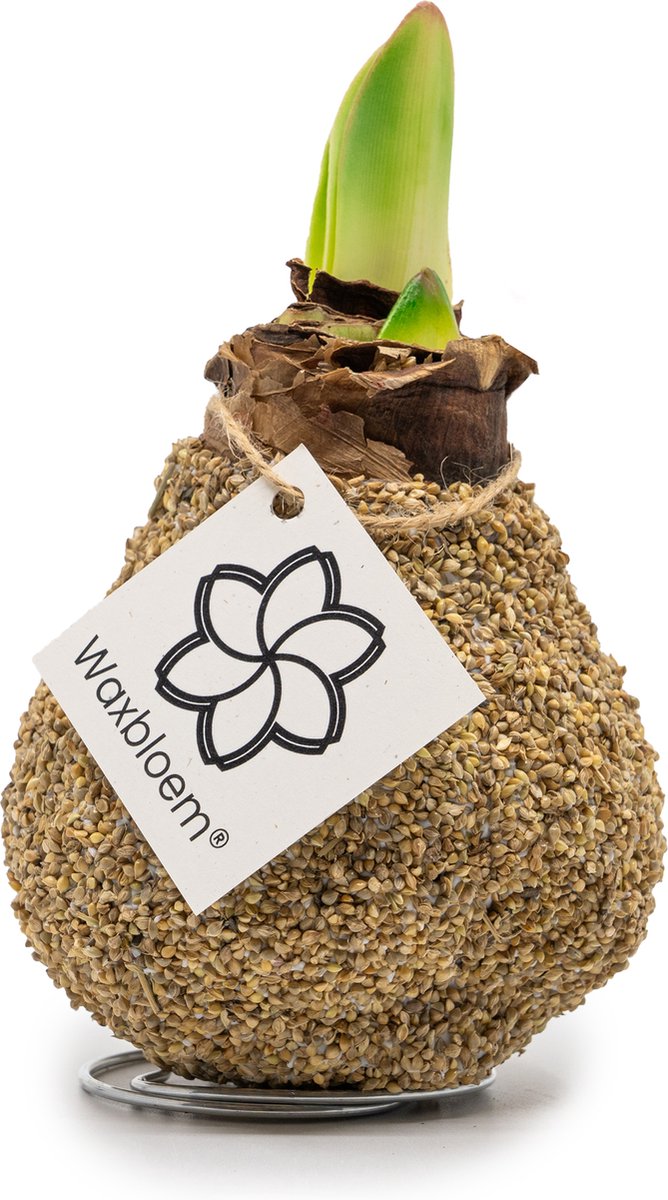 Waxbloem® | Wax Amaryllis | Natuur | Zand