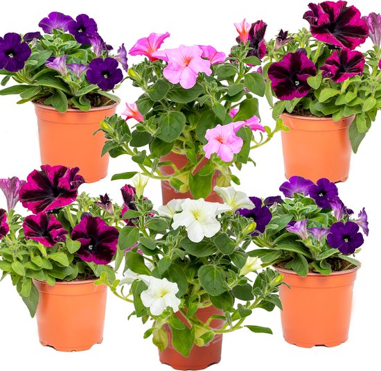 Bloomique - Mix van 6 - Grootbloemige Petunia - Kleurenmix - Perkplanten - Tuinplanten - 15-20 cm Hoog - Pot 10,5 cm