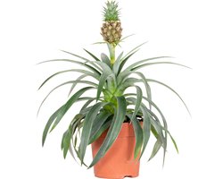 Bloomique - Ananas Mi Amigo - Ananasplant - Kamerplanten - Diervriendelijk - Luchtzuiverend - Hoogte 30-40 cm - Pot 12 cm
