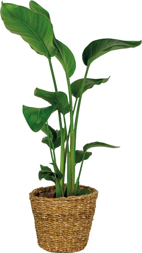 Bloomique - Strelitzia Nicolai - Paradijsvogelplant - Paradijsvogelbloem - Kamerplanten - Luchtzuiverend - Gemakkelijk in onderhoud - Hoogte 80-100 cm - Rotan Mand 21 cm