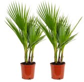 Bloomique - Set van 2 - Washingtonia Robusta - Mexicaanse Waaierpalm - Palmboom Winterhard - Tuinplanten - Hoogte 60-80 cm - Pot 17 cm