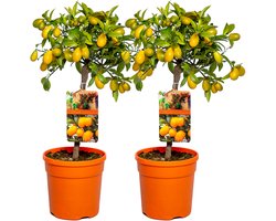 Bloomique - Set van 2 - Citrus Kumquat - Dwergsinaasappel - Sinaasappelboom - Citrusboom - Fruitboom - Tuinplanten - Hoogte 50-70 cm - Pot 19 cm