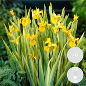 Bloomique - Set van 6 - Iris Pseudacorus - Gele Lis - Vijverplanten - Waterplanten - Winterhard - Hoogte 20-30 cm - Pot 9 cm