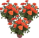 Bloomique - Set van 3 - Potroos Oranje - Geschikt voor zowel binnen als buiten - Kamerplanten - Tuinplanten - Terrasplanten - Winterhard - Hoogte 20-30 cm - Pot 12 cm