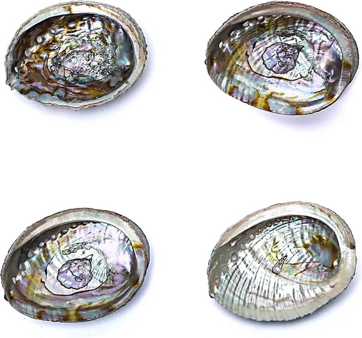 Smudge schelp Abalone, Haliotis fulgens, groen, 12 - 16 cm — cadeau in Wonen & Interieur - foto 2