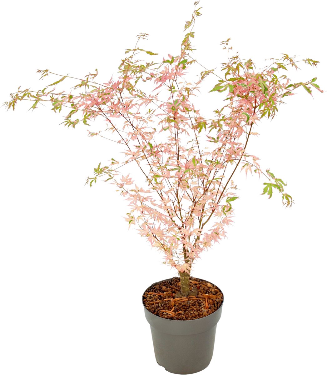 Plant in a Box - Japanse Esdoorn - Acer palmatum Taylor - Hoogte 35-55cm - Pot 15cm - Tuinplant Winterhard