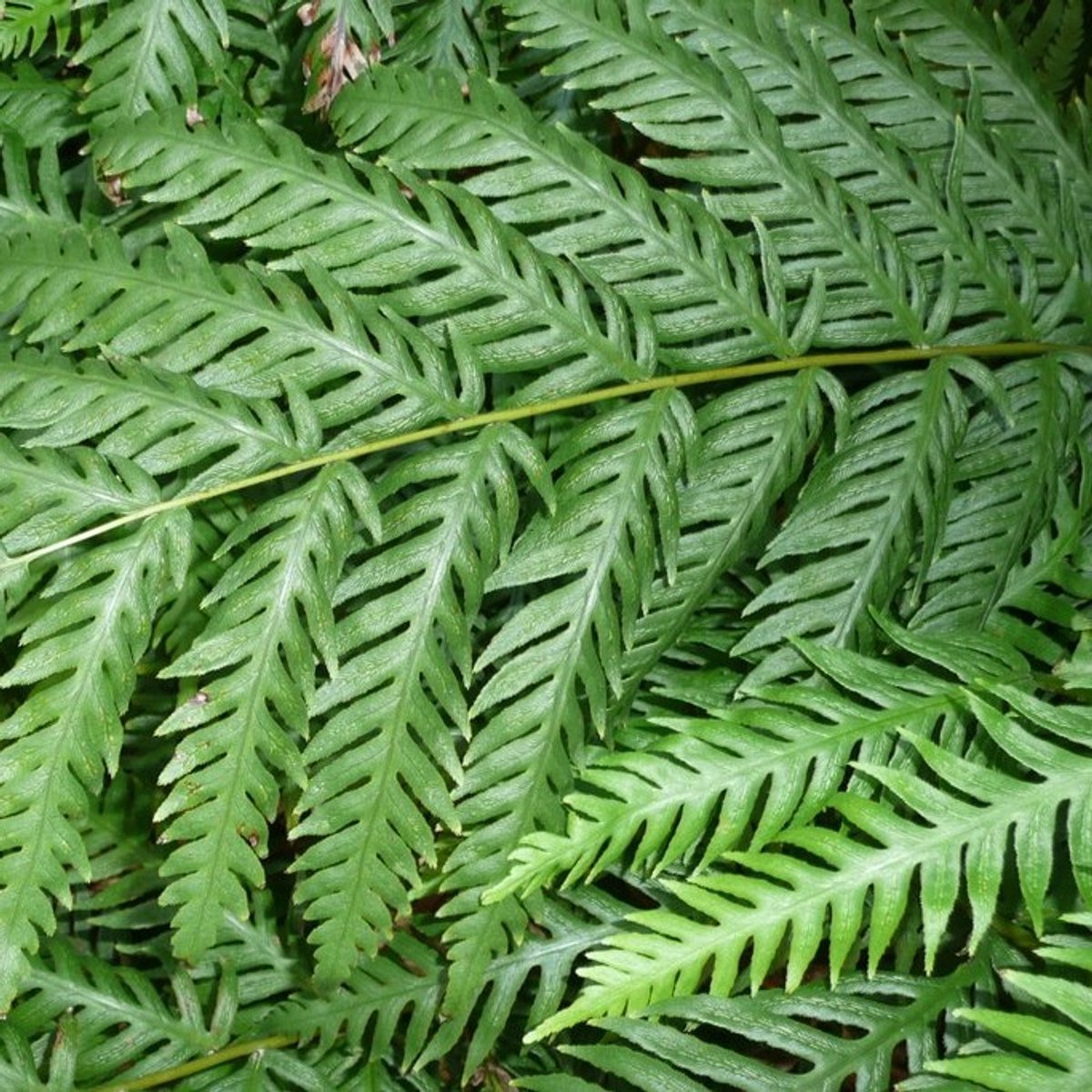6x Woodwardia fimbriata Pot 9x9cm - Prachtige planten voor in huis en tuin