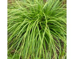 6x Carex morrowii 'Mosten' Pot 9x9cm - Prachtig siergras voor in de tuin