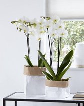 Leeds orchidee (Phalaenopsis)  - 70cm