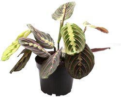Maranta Leuconeura Red Stripe - Hoogte 25cm - Pot 12cm