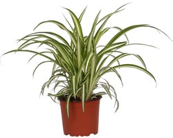 Chlorophytum comosum ‘Variegatum’ - Hoogte 25cm - Pot 12cm
