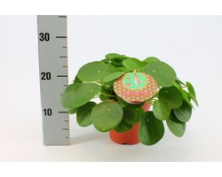 Pilea Peperomioides - Hoogte 25cm - Pot 12cm