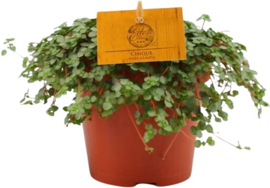 Pilea glaucophylla 'Greyzy' - Hoogte 20cm - Pot 12cm
