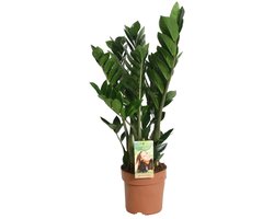 Zamioculcas zamiifolia - Hoogte 80cm - Pot 21cm