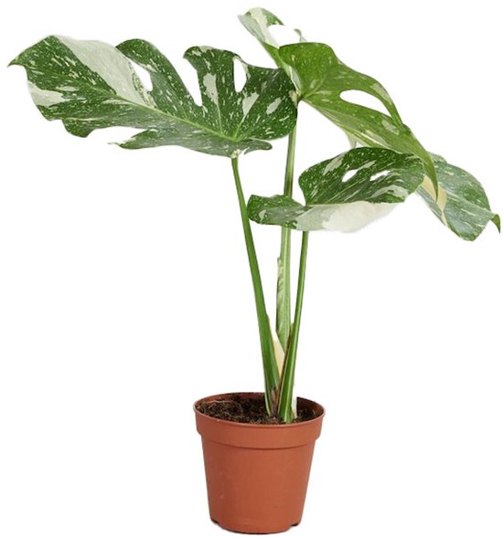 Monstera Thai Constellation - Hoogte 50cm - Pot 15cm