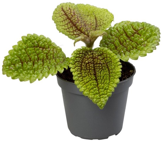 Pilea ‘Moon Valley’