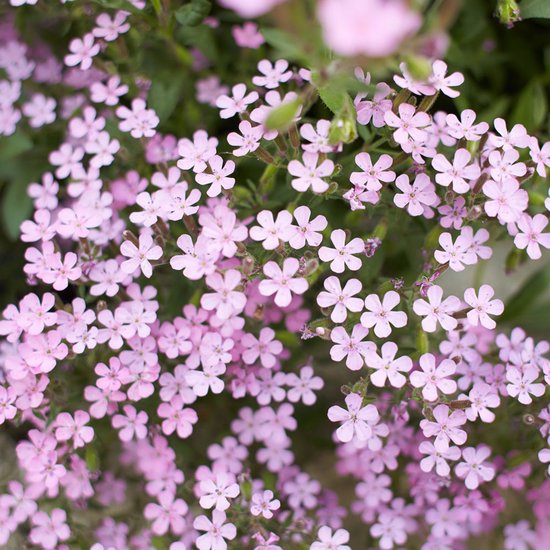 Graines Jardin de Bruijn® - Rose Soapwort - couvre-sol vivace - plant rampante - 180 graines