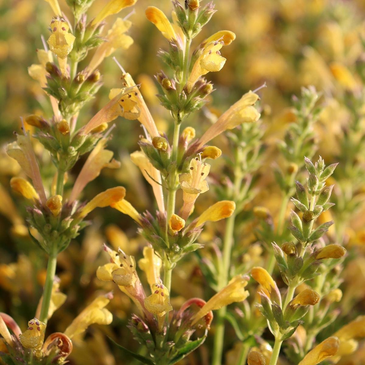 6x Agastache hybrida 'Kudos Yellow' Pot 9x9cm - Prachtige gele bloemen voor in de tuin
