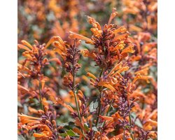 6x Agastache hybrida 'Fleur' Pot 9x9cm - Prachtige planten voor in de tuin