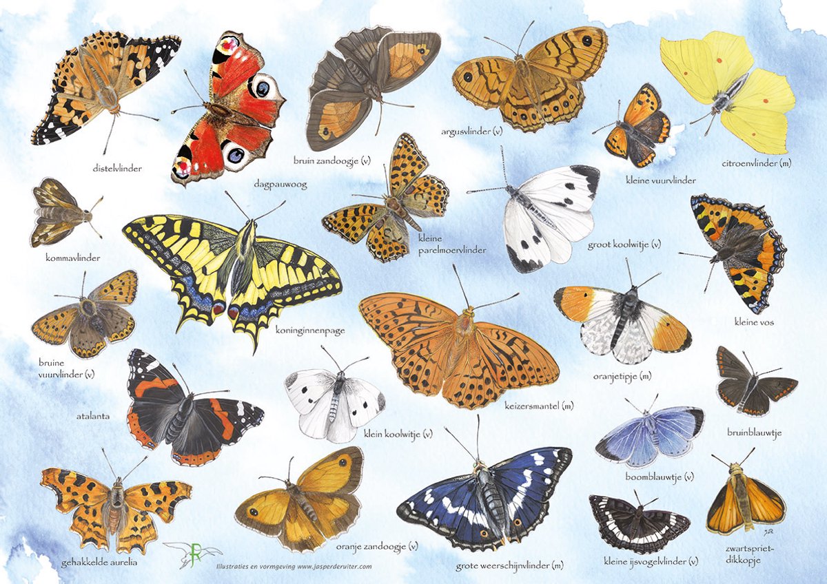 Tringa Paintings Placemats “Vlinders, educatief” (4 stuks)