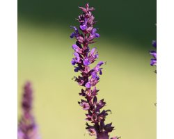 Bloomique - Set van 3 - Salvia Nemorosa Blaukönigin - Salie - Blauwe Bloemen - Tuinplanten - Winterhard - Hoogte 10-20 cm - Pot 9x9 cm