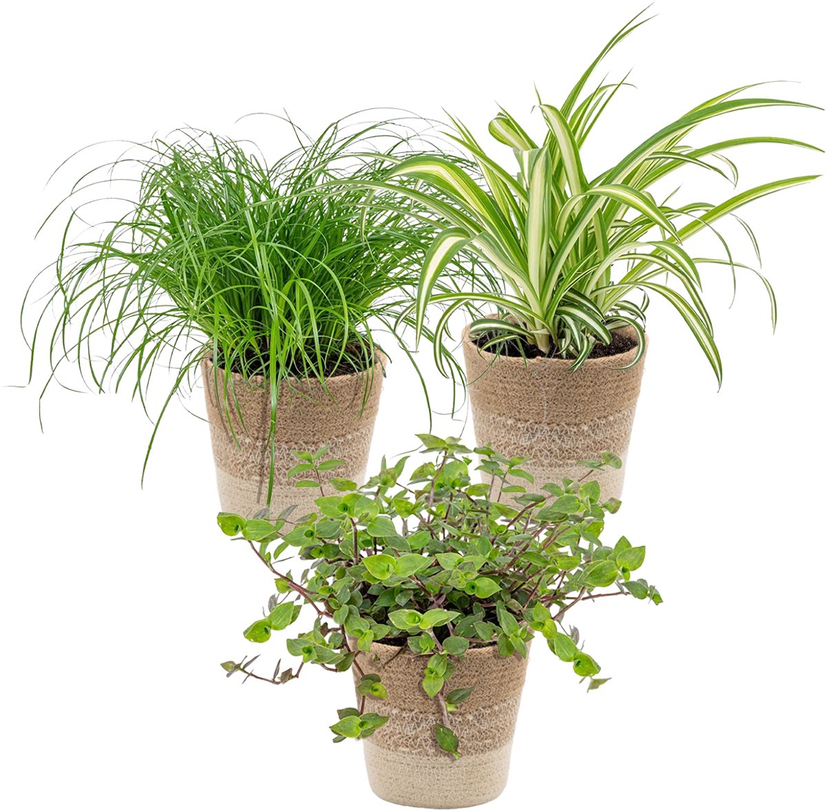Bol.com Bloomique - Set van 3 - Huisdiervriendelijk Mix Incl. Jute Mand - Huisdiervriendelijk - 15-25 cm - Pot 12 cm - Hoogte 15... aanbieding