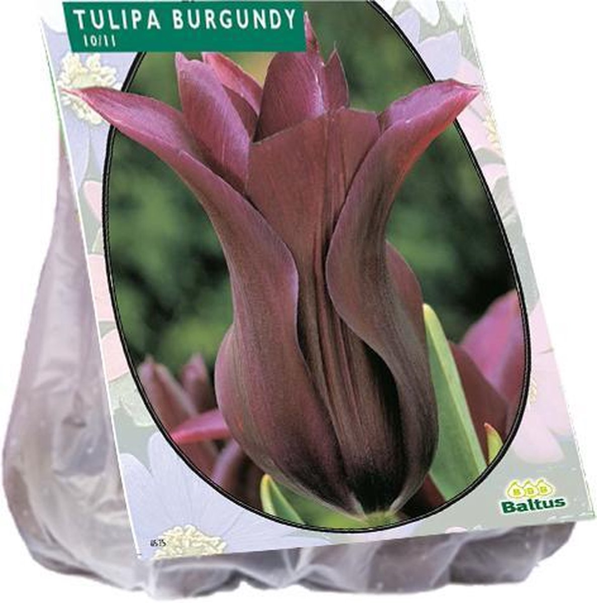 Tulipa (Tulpen) bloembollen - Burgundy Leliebloemig - 1 x 12 stuks