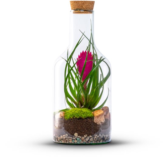 The Green Bottle Garden - Bottle Bromelia S - Terrarium - Flessentuin - Tillandsia in glas