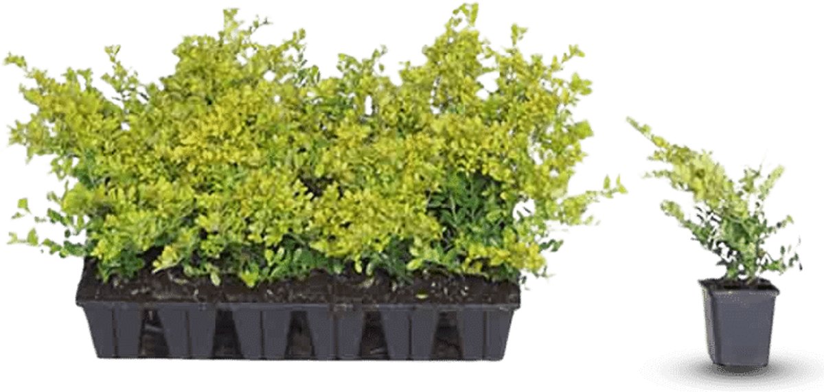 Plants Online - Haagplanten - Heesters - Japanse hulst 'Golden Gem' - 0.7 liter pot --tray - set van 18 - Wintergroen - Bloeiende plant - Compacte groei - Geschikt als hoge en lage haag - Kleinbladig