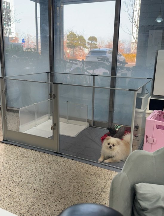 Fenêtre En Acrylique Pour Chien – Dôme Transparent Avec Trous De Ventilation – À Fixer Sur Une Clôture Ou Un Enclos