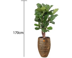 Ficus Lyrata - In Capi pot Goud - c.a. 170 cm hoog - Interieurbeplanting