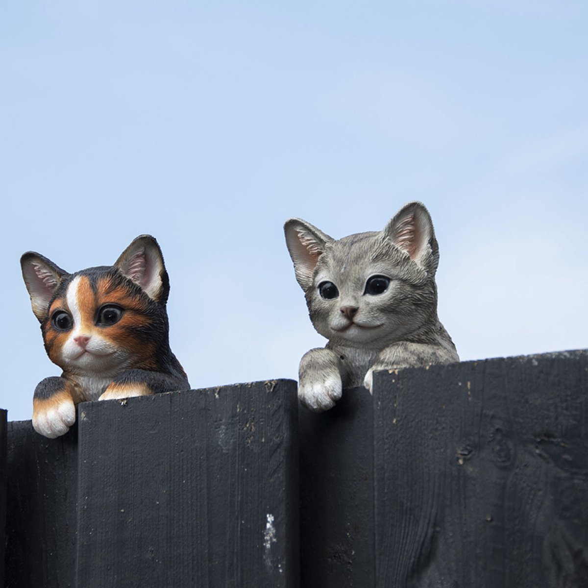 Schutting poes kat