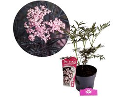 Sambucus nigra 'Black Lace', Zwarte vlier, 3 liter pot