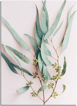 DesignClaud Eucalyptus blad tak - Botanische poster A4 + fotolijst wit