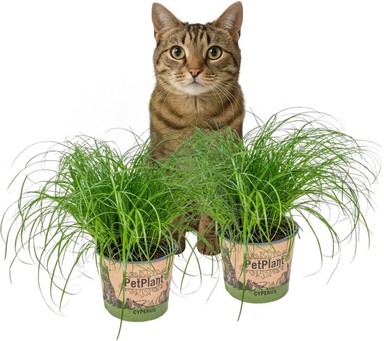 Cyperus 'Zumula' - Kattengras - Set van 2 - Kamerplant - Huisdiervriendelijke plant voor binnen - ⌀12 cm - 20-25 cm