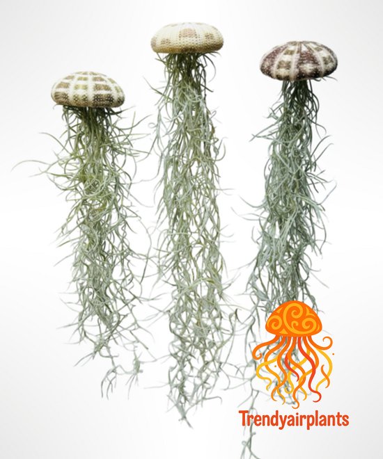 Jelly-Fish Set met Zee-egels & Luchtplantjes - Origineel Cadeau