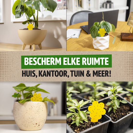Collage met vier afbeeldingen. Boven: planten in potten op bureaus, met gele bloemvormige vliegenvangers. Onder: plantenbakken met planten en gele vliegenvangers, en een bak met jonge plantjes.