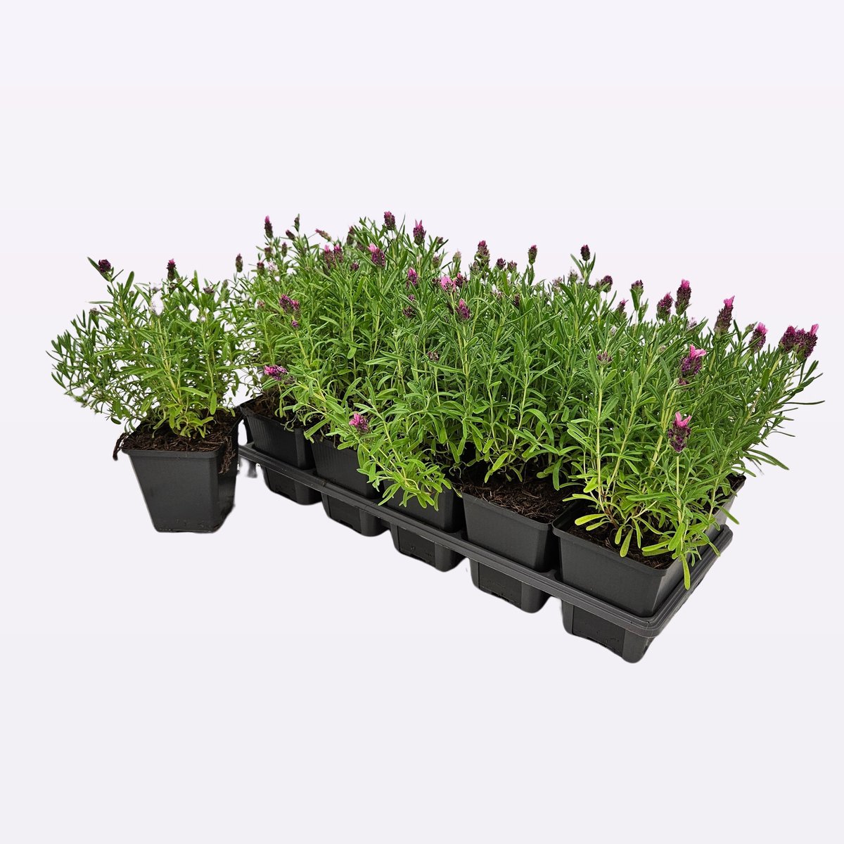 25 x Kuiflavendel - Vaste Planten - Tuinplanten Winterhard - Lavandula stoechas in 9x9cm pot met hoogte 5-10cm