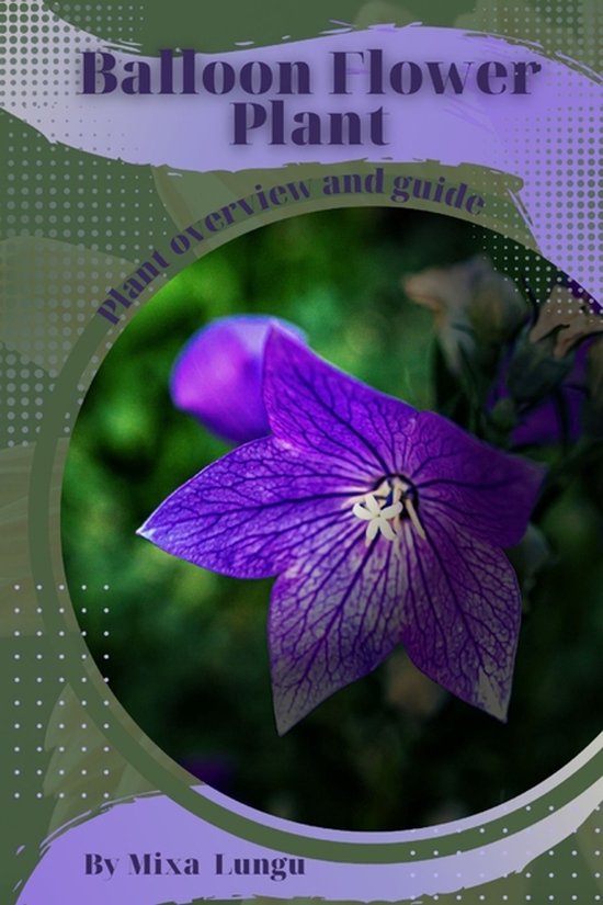 Balloon Flower Plant
