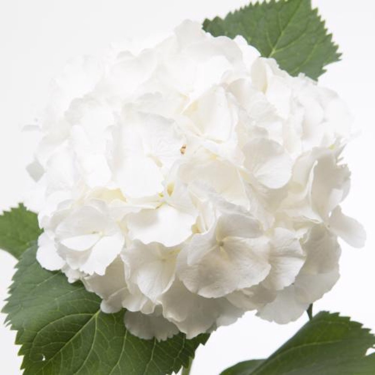 10x Hydr.white verena 40cm