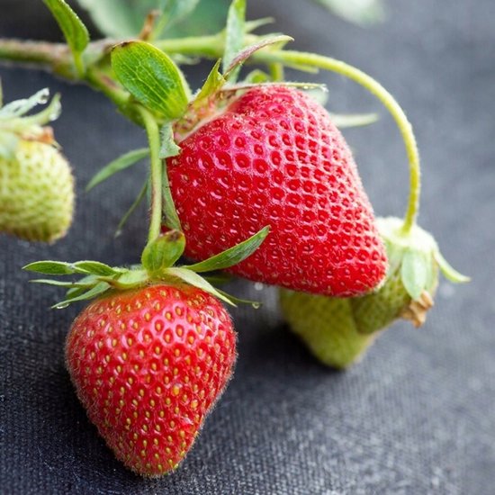 Agrotextile, Garden fleece / Weed fleece Zwart 1,6 m 100 g/m² avec protection UV Qualité UE / 10 m de long, 1,1 m de large