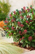 Skimmia Japonica collectie van Bol.