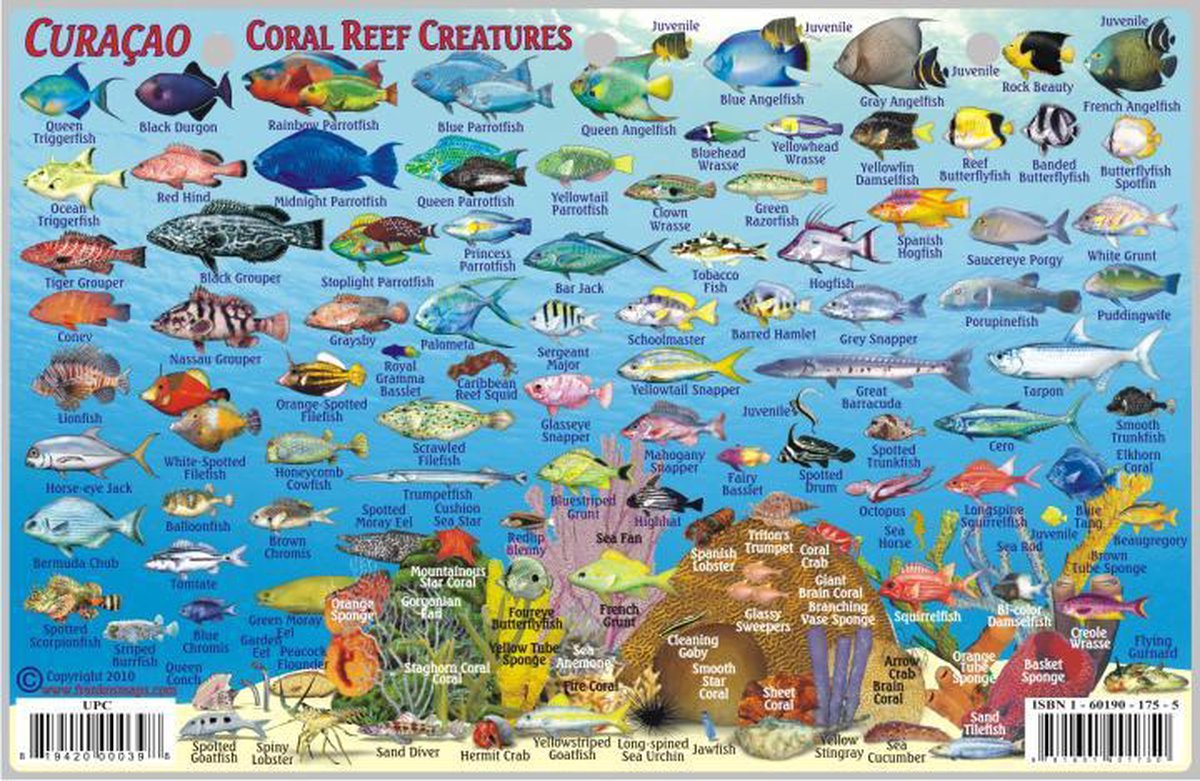 Curacao Coral Reef Creatures Guide Franko Maps Laminated Fish Id Card