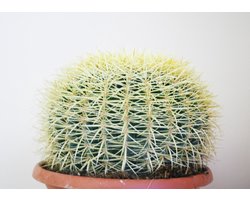 Firenze Bloemenatelier - Cactus Echinocactus Grusonii bolcactus (grootmoederschoot) Ø 23cm