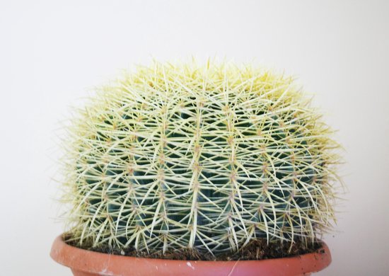 Cactus Echinocactus Grusonii bolcactus (grootmoederschoot) Ø 25cm | bol.com